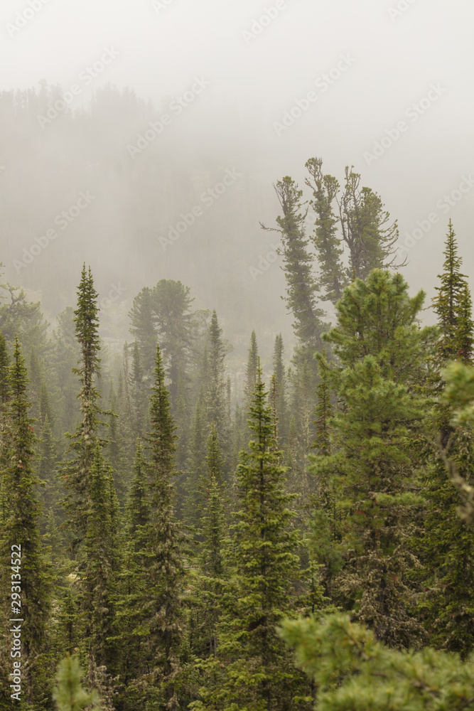 Beautiful view of Siberian nature. Very beautiful and fabulous forest Beautiful view of Siberian nature. Very beautiful and fabulous forest