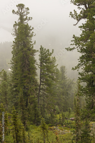 Beautiful view of Siberian nature. Very beautiful and fabulous forest