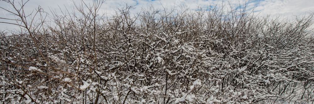 Branches covered with snow overgrowth of thorns. Branches covered with snow overgrowth of thorns.