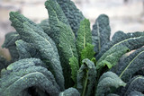 A variety of cabbage that does not head out. The leaves are wavy on the edge, round shape, green. Kale leaves closeup.