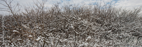 Branches covered with snow overgrowth of thorns.