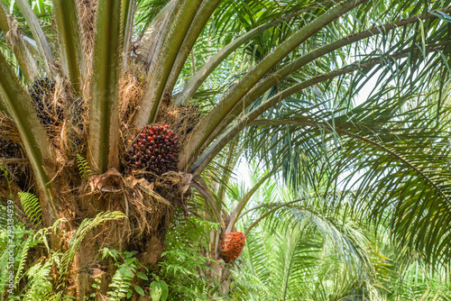 Oil palm fruits on trees.