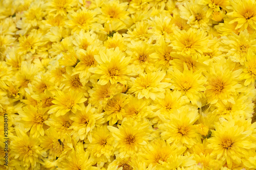 Terry yellow chrysanthemums bloom on a flowerbed in a park close-up. autumn chrysanthemum flowers in the garden background. Beautiful bright autumn flowers top view. © Tetiana