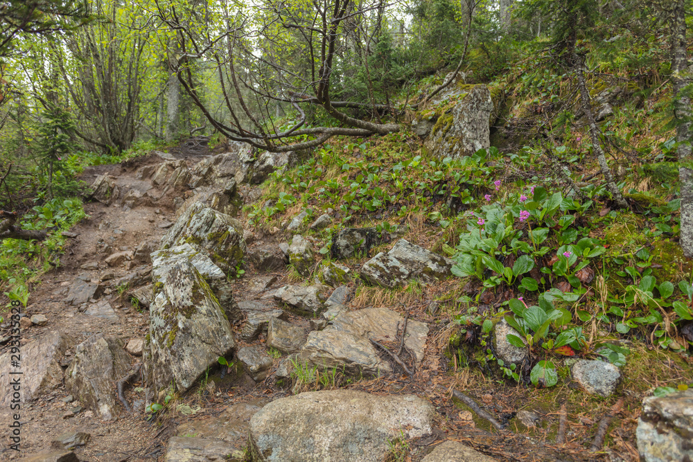 Beautiful view of Siberian nature. Very beautiful and fabulous forest Beautiful view of Siberian nature. Very beautiful and fabulous forest
