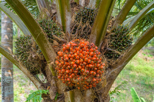 Bunches of oil palm fruits, orange is ripe. photo