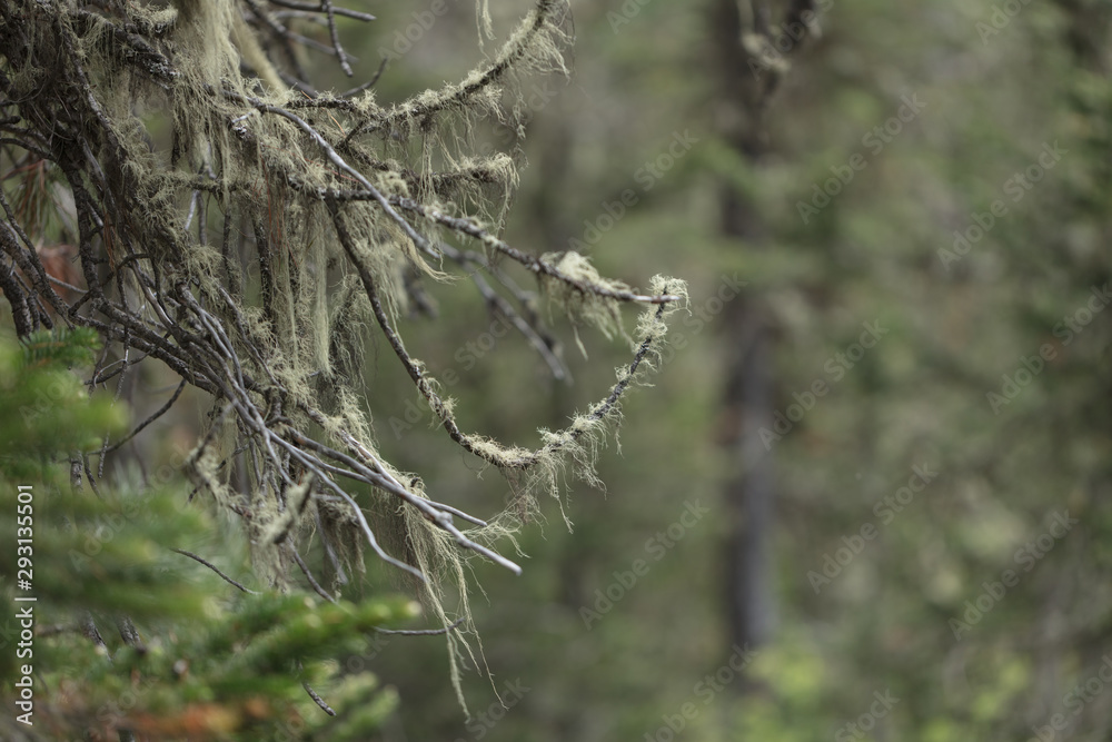 Beautiful view of Siberian nature. Very beautiful and fabulous forest Beautiful view of Siberian nature. Very beautiful and fabulous forest