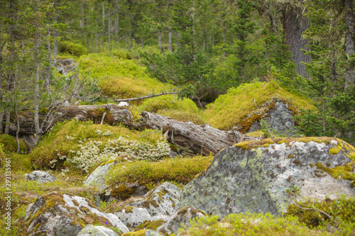 Beautiful view of Siberian nature. Very beautiful and fabulous forest