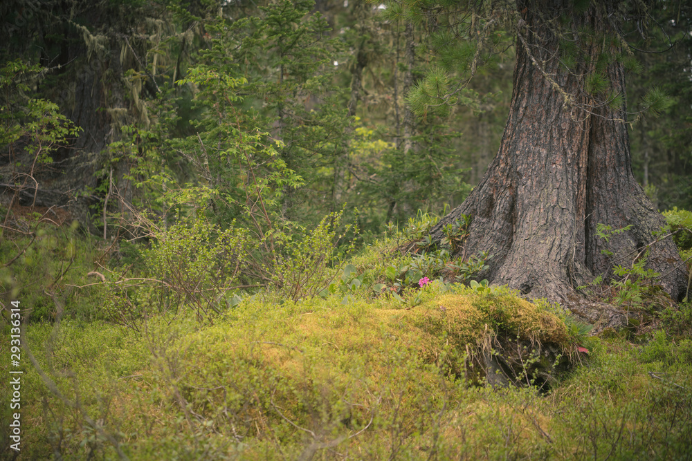 Obraz premium Beautiful view of Siberian nature. Very beautiful and fabulous forest