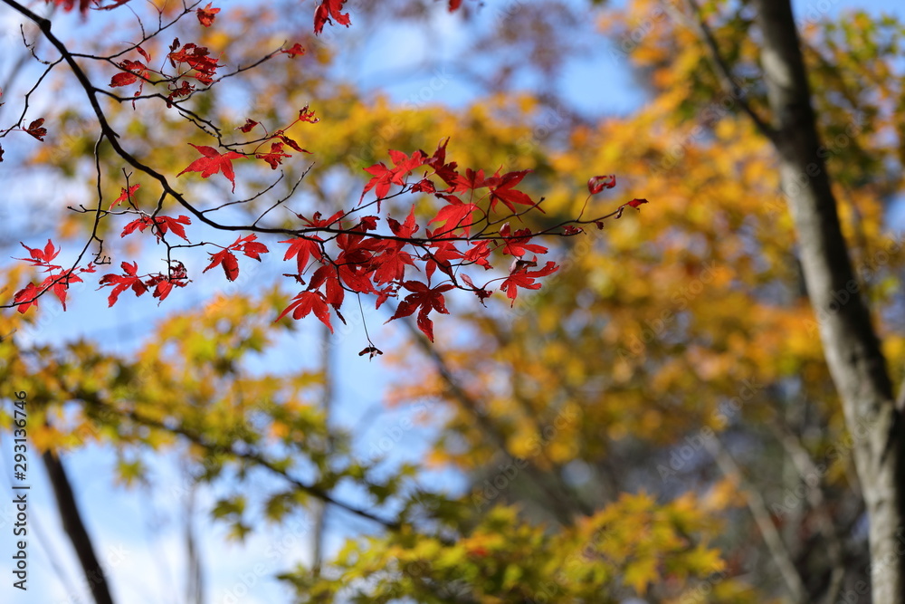 山中湖の紅葉