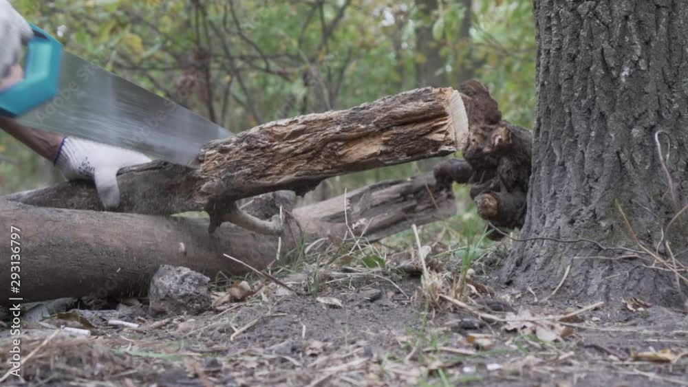 A man is sawing a tree, sawing a log. A man hacks wood. Man harvests firewood A man is sawing a tree, sawing a log. A man hacks wood. Man harvests firewood