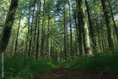 Path in the forest