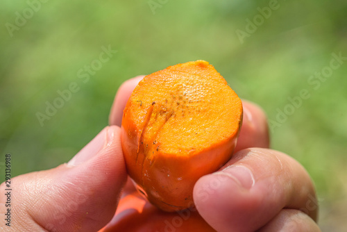 Oil palm fruit cuts open, exocarp. Close-up.