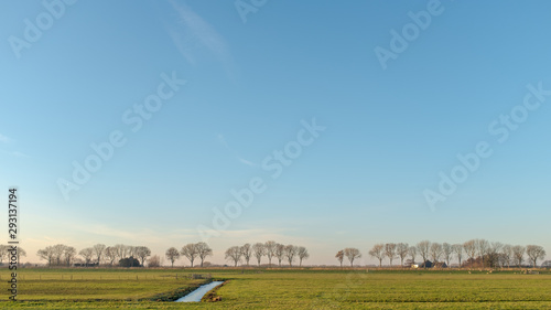 Frontal view on a straight row of trees in a flat farmland