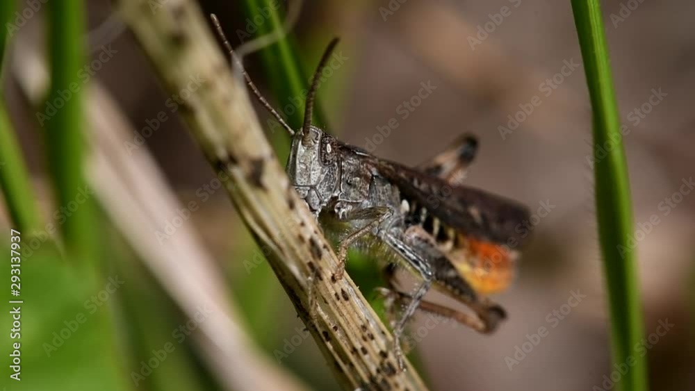 One of the species Common Field Grasshopper his Latin name is Chorthippus brunneus. One of the species Common Field Grasshopper his Latin name is Chorthippus brunneus.