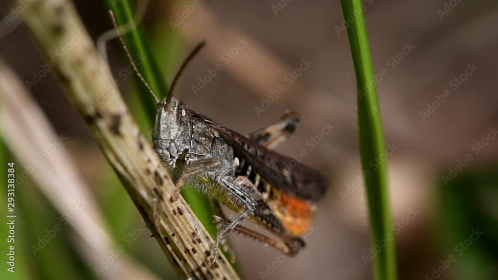 One of the species Common Field Grasshopper his Latin name is Chorthippus brunneus.
