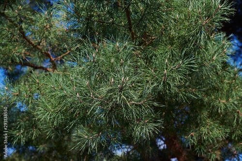 A branch of a young green pine with small cones. A coniferous tree background. Fluffy needles. Conifer branches on sunny day.