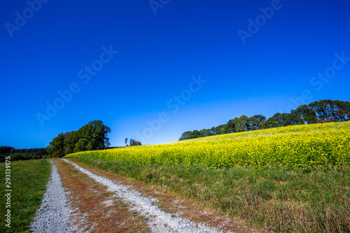 Feldweg am Rapsfeld in idyllischer Natur 