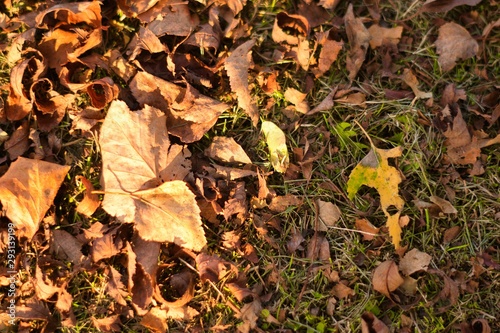 place which there are dry leaves