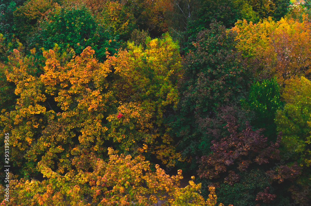 Pattern of autumn trees and foliage
