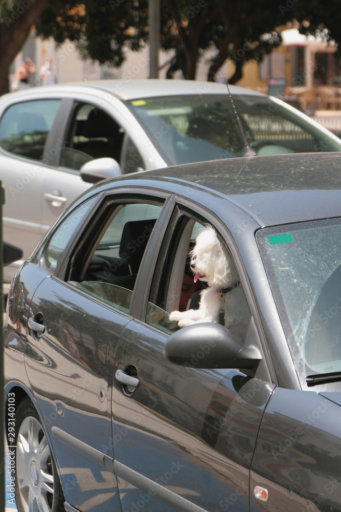 Dog in car cabin. Mahon, Menorca, Spain Dog in car cabin. Mahon, Menorca, Spain