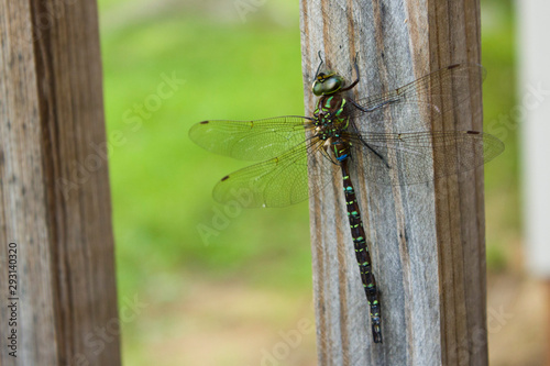 Blue Darner Dragonfly Resting on a Wooden Beam on a Porch