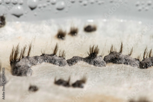 Photos An extreme magnified macro view of Botrytis cinerea fungi growing inside a scientific research laboratory, a common disease of fruit and flora, aka grey rot