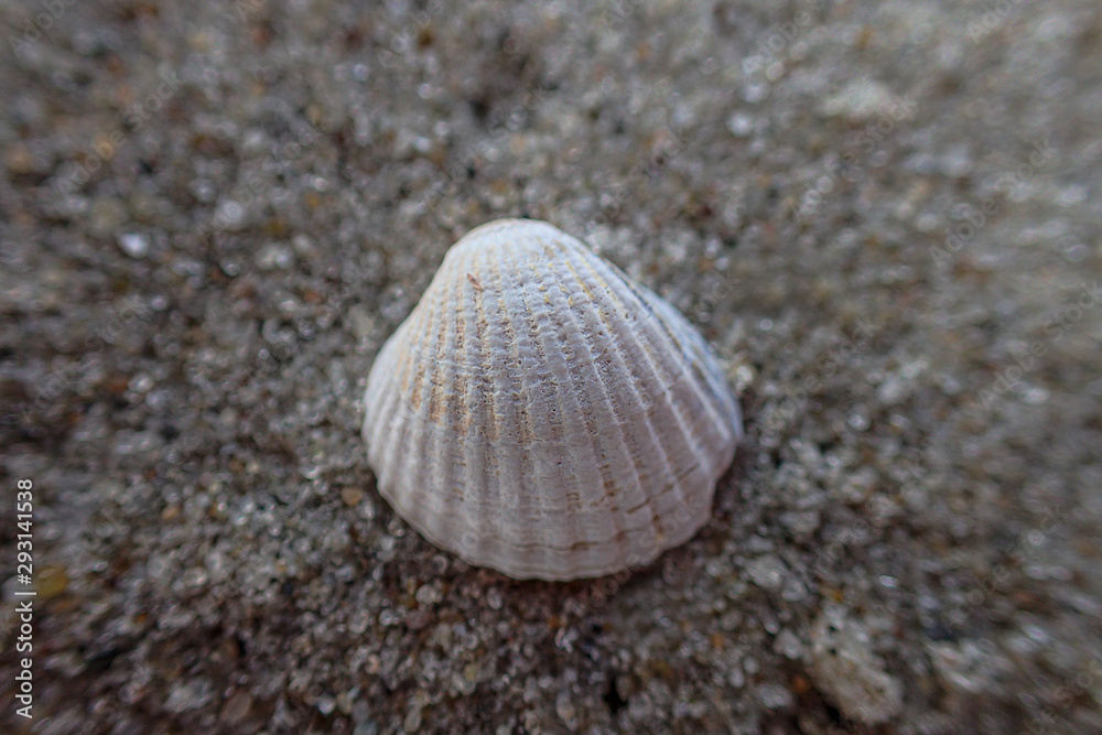 little white shell lying on the clear fine sand of the beach on a sunny warm summer day little white shell lying on the clear fine sand of the beach on a sunny warm summer day