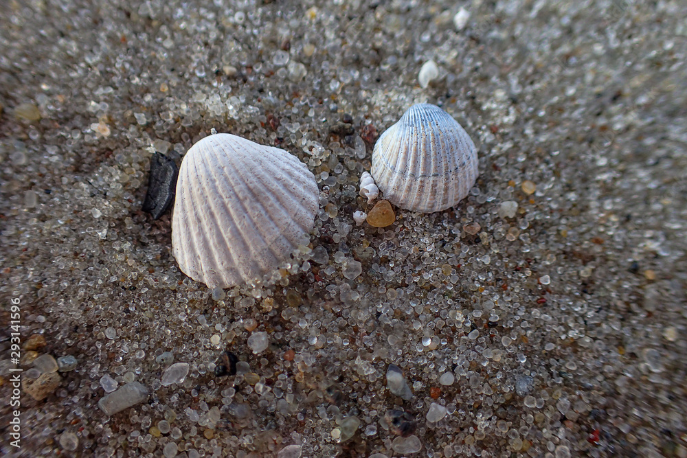 little white shell lying on the clear fine sand of the beach on a sunny warm summer day little white shell lying on the clear fine sand of the beach on a sunny warm summer day