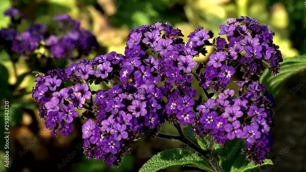 Insekten krabbeln auf den kleinen violetten Blüten der Vanilleblume Insekten krabbeln auf den kleinen violetten Blüten der Vanilleblume