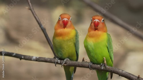 Pair of Fischer's lovebird or Agapornis fisheri . Colorful parrots.