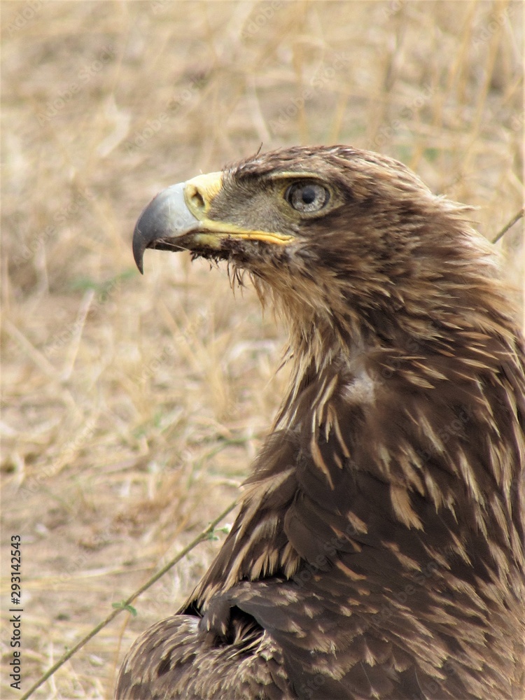 Obraz premium portrait of an eagle