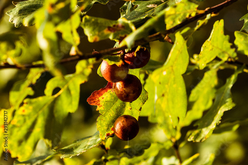 Marble galls on the oak, caused by Gall Wasp Andricus kollari, photo