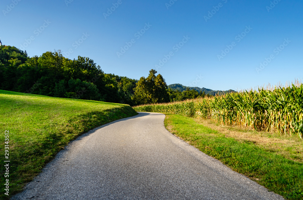 Country road near a cornfield