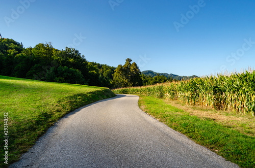 Country road near a cornfield