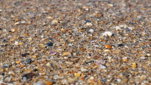 Sea shore with shells, covered with choppy water.  Sea shell
