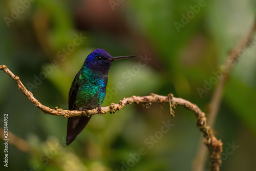 Golden-tailed Sapphire - Chrysuronia oenone, beautiful colored hummingbird from Andean slopes of South America, Wild Sumaco, Ecuador.