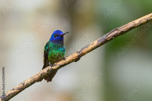Golden-tailed Sapphire - Chrysuronia oenone, beautiful colored hummingbird from Andean slopes of South America, Wild Sumaco, Ecuador.