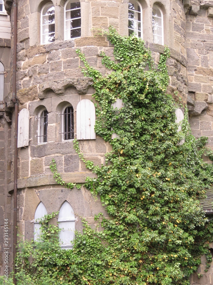 Naklejka premium Efeuranken