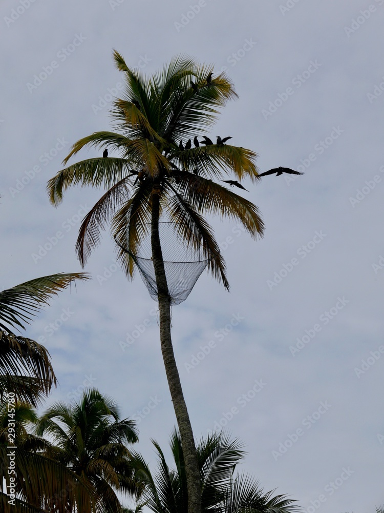 Kerala, Inde du Sud, corbeaux et cocotiers, série