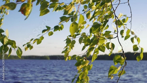 Birch leaves at windy lakeside, super slow motion.