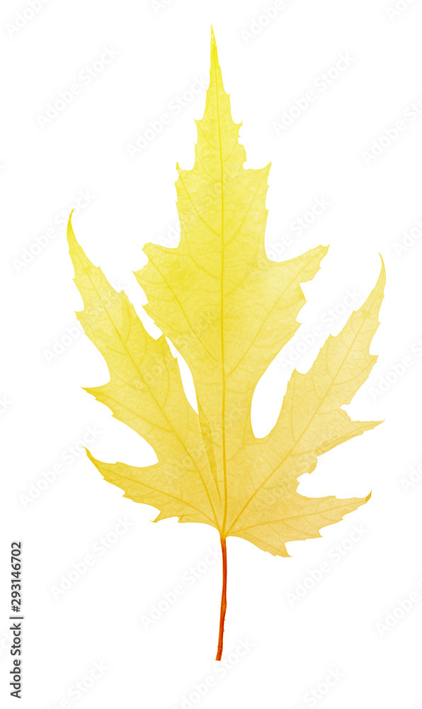 maple tree gold fine leaf skeleton on white maple tree gold fine leaf skeleton on white