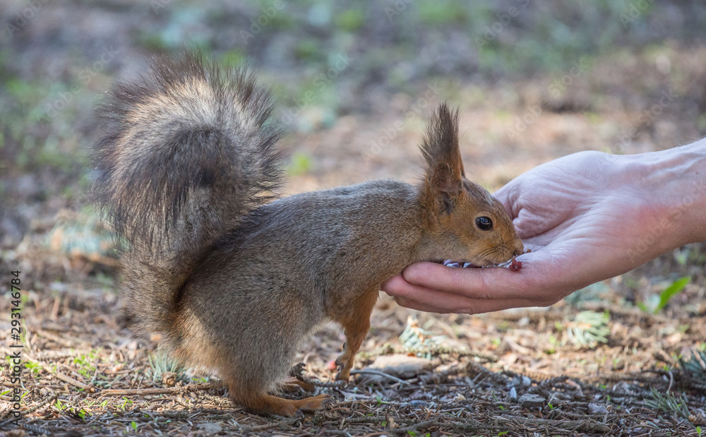 Fototapeta premium squirrel eating from human hand