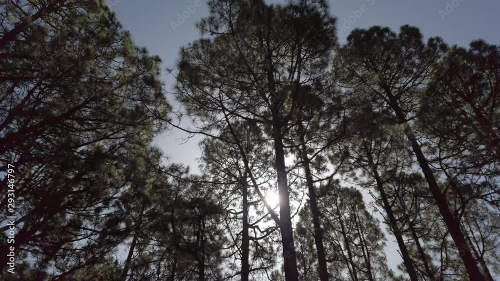 sunshine through trees, moving slow in pine tree forest on sunny day sunshine through trees, moving slow in pine tree forest on sunny day