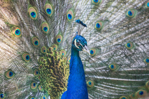 peacock blue male on fine tail background