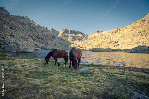 horse lake mountain sunrise spain