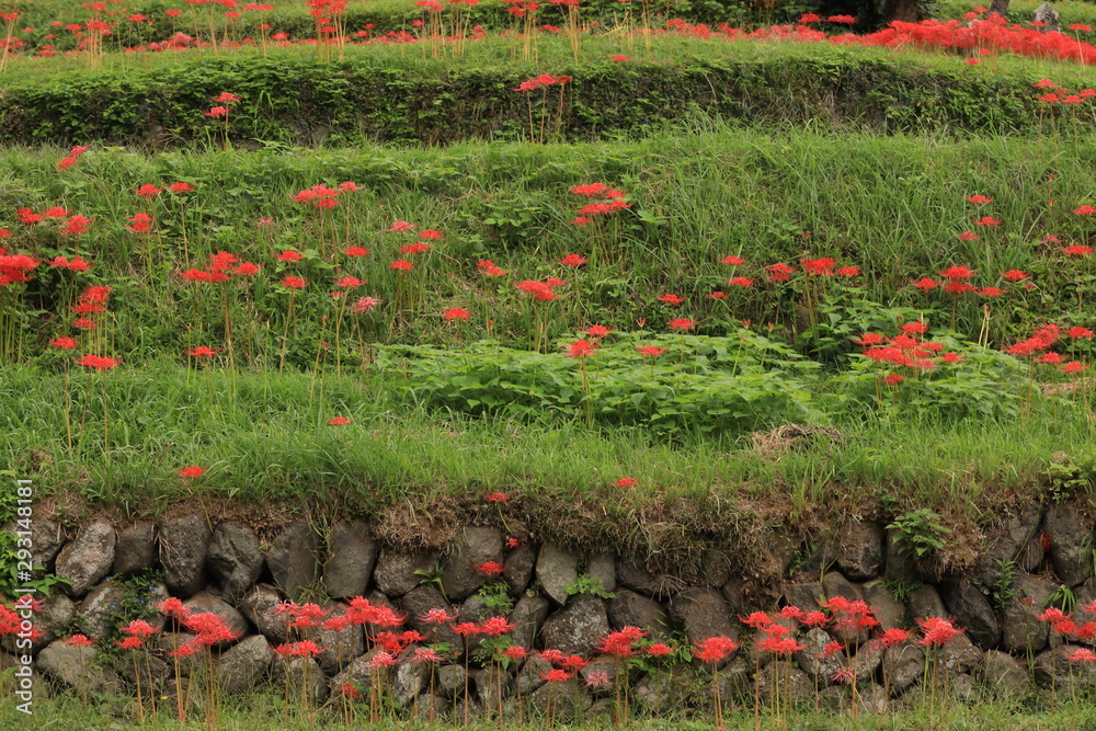田んぼの土手に咲いた彼岸花 Stock Photo Adobe Stock 田んぼの土手に咲いた彼岸花 Stock Photo Adobe Stock