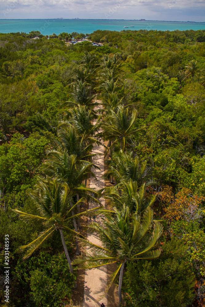 Obraz premium Palm Tree Path