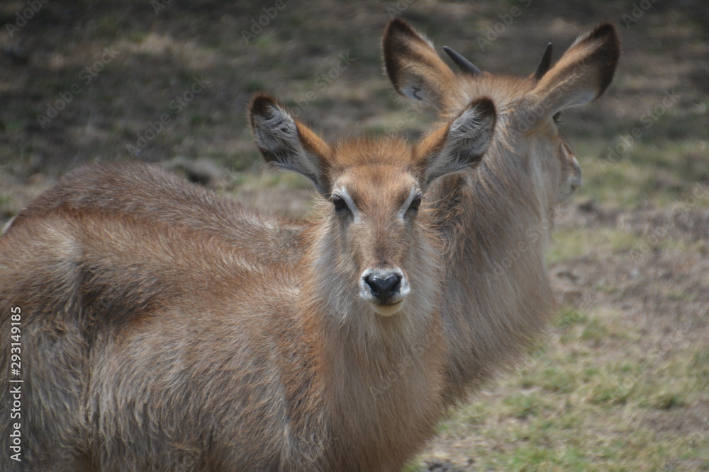 Antilope / Antelope Antilope / Antelope