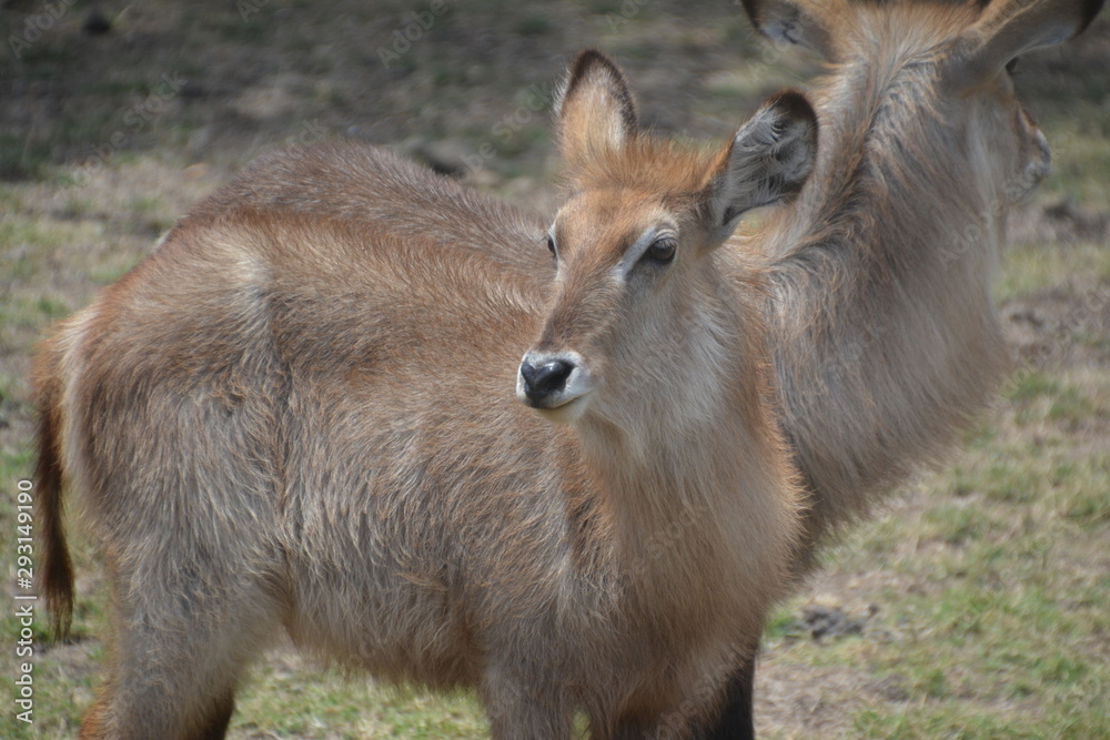 Obraz premium Antilope / Antelope