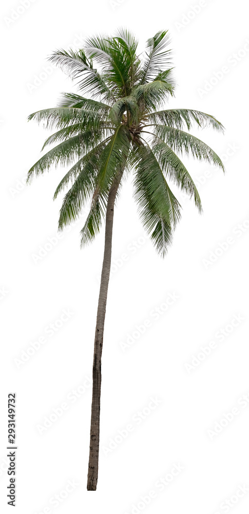 Fototapeta premium Beautiful coconut and palm tree isolated on white background. Suitable for use in architectural design or Decoration work. Used with natural articles both on print and website.